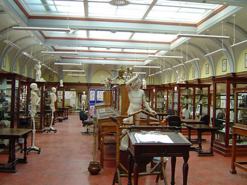 Anatomy Museum The Medical School University of